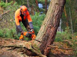 Morrisville, VT  Tree Services Company